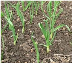 Things should consider before planting Garlic